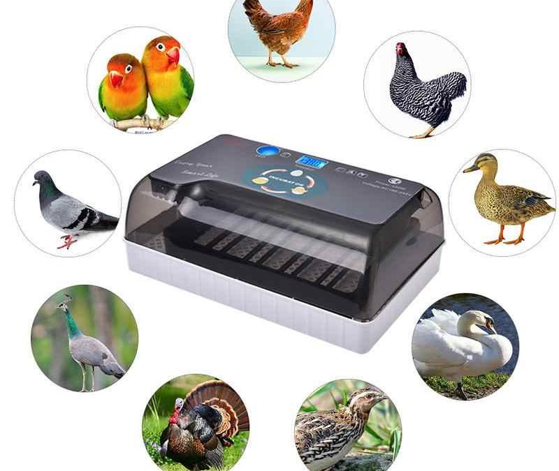 ✅ TOP 2021 ▷ Incubadoras de huevos